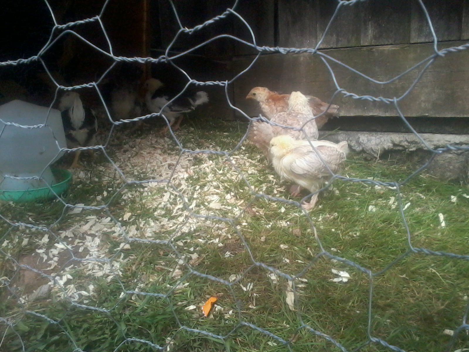 Easter chicks 3 weeks old