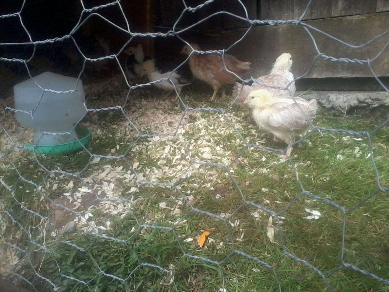 Easter chicks 3 weeks old