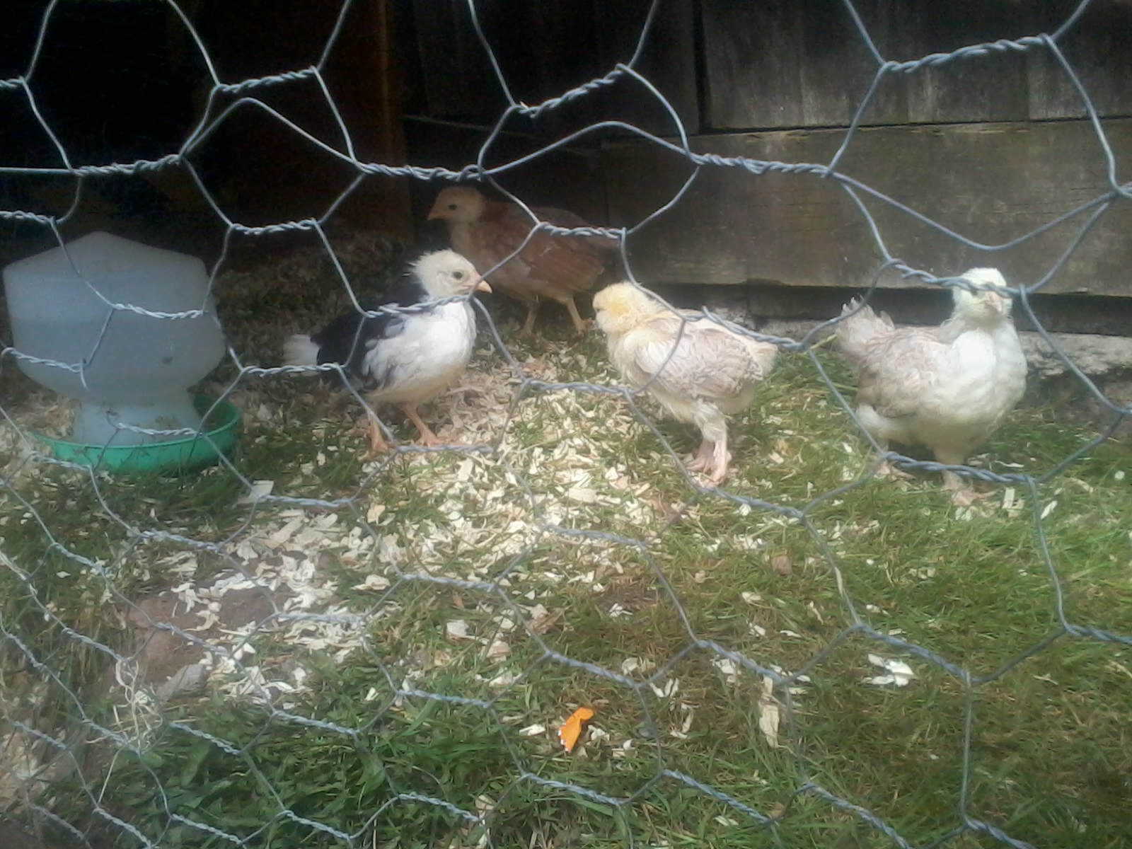 Easter chicks  3 weeks old