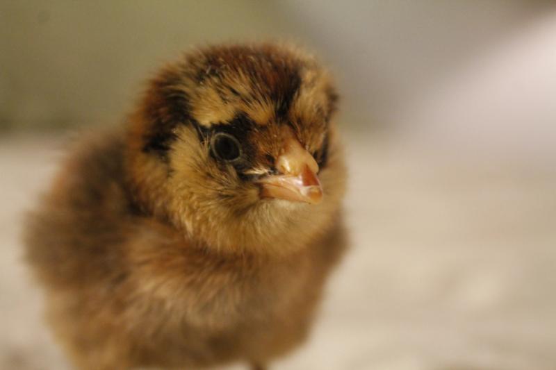 Easter Egger - 1 day old