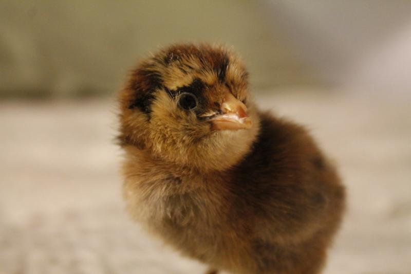 Easter Egger - 1 day old
