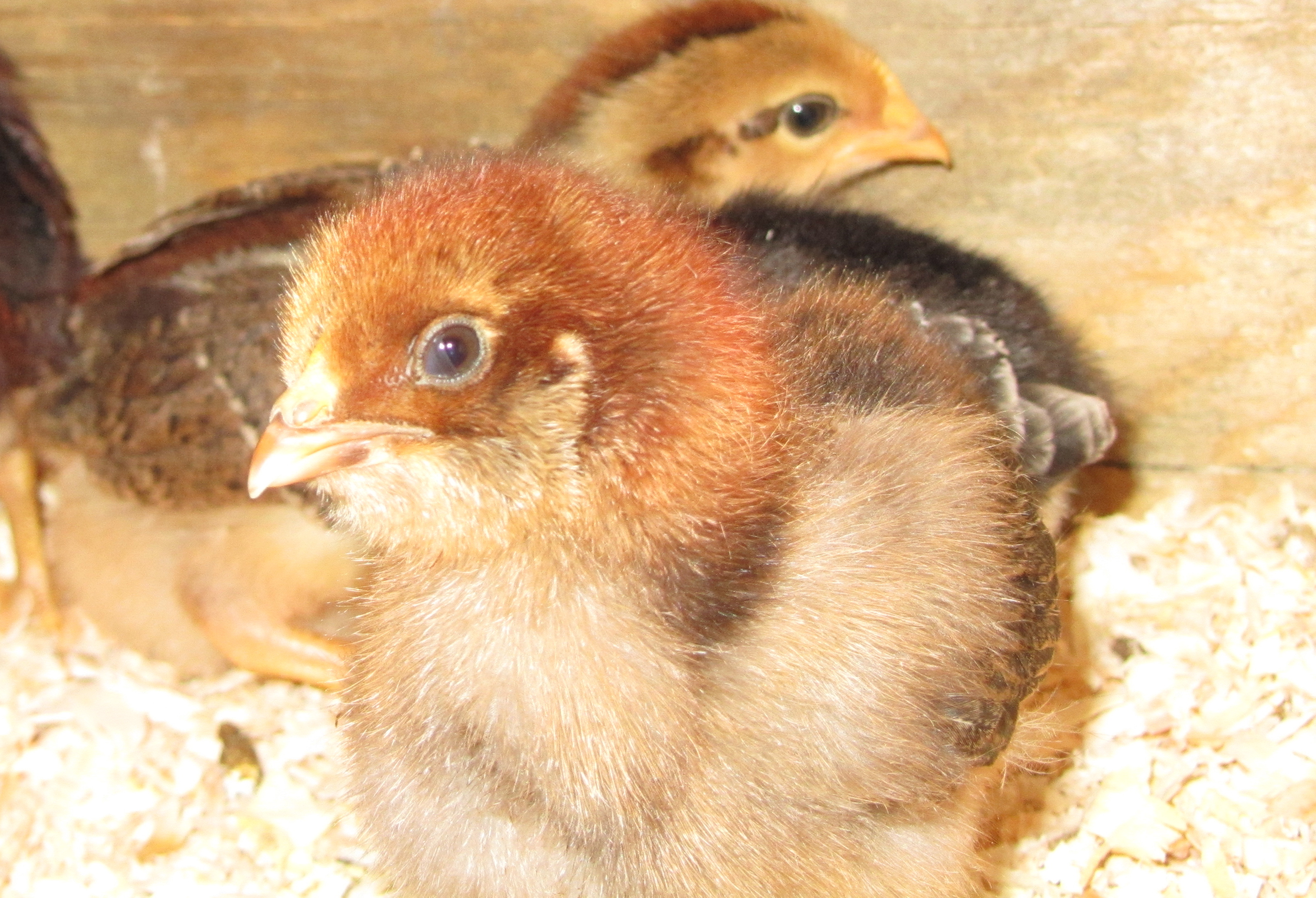 Easter Egger 1 week old
