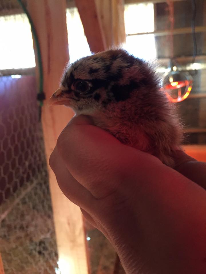 Easter Egger - 1 Week