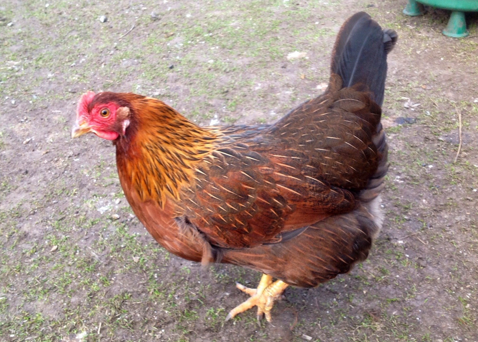 Easter egger 1