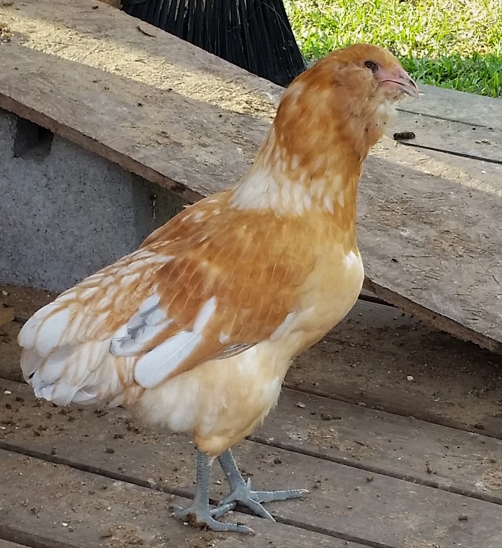 Easter Egger 14 1/2 weeks