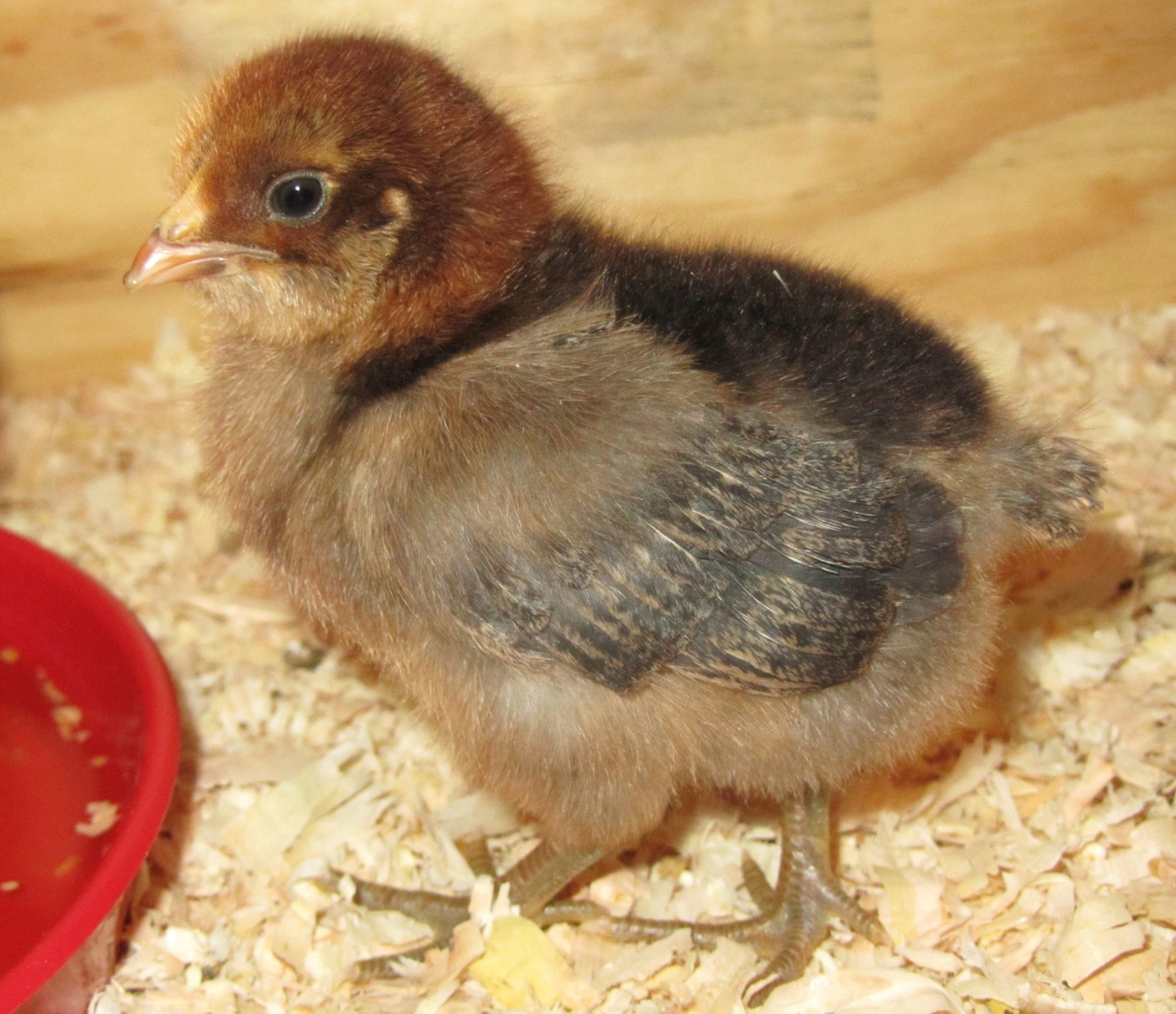 Easter Egger 1week old