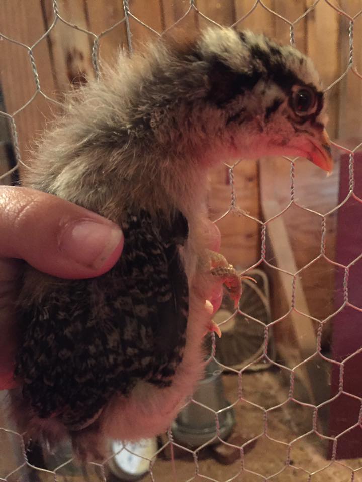 Easter Egger - 2 Weeks