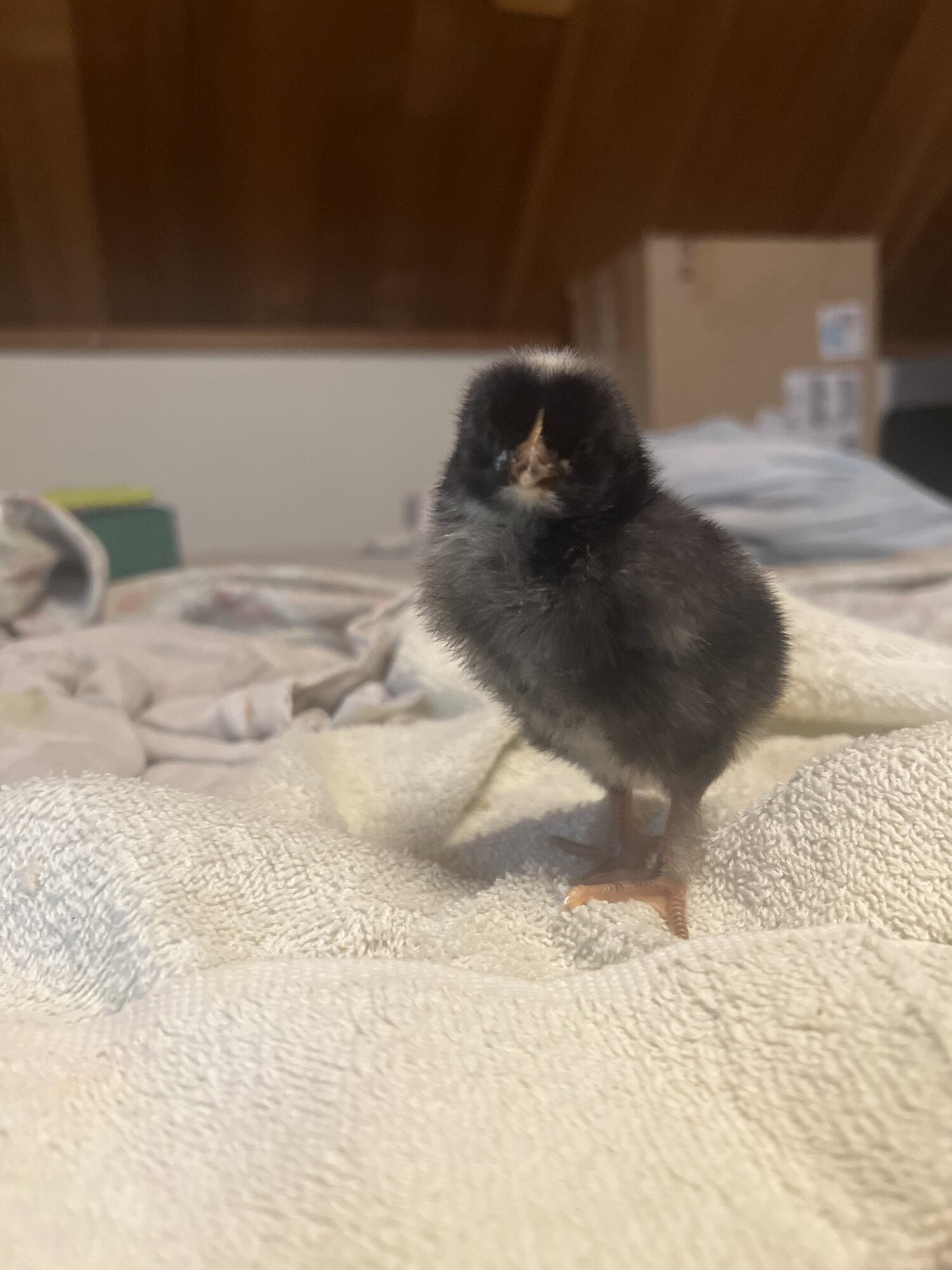 Easter egger  @ 3 days
