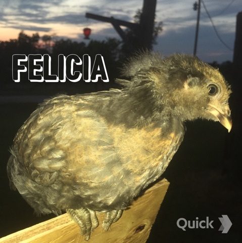 Easter Egger - 5 weeks