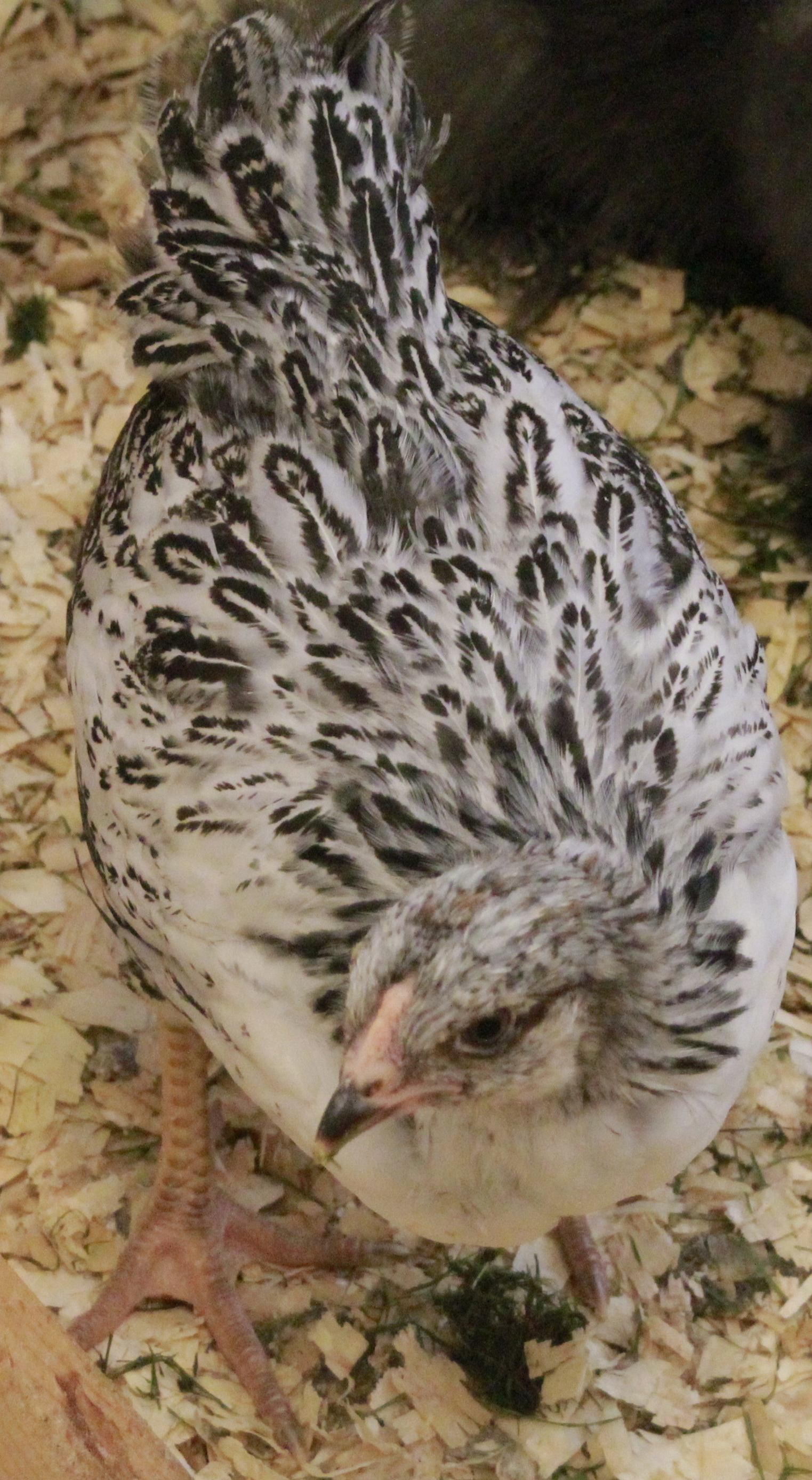 Easter Egger - 6 weeks