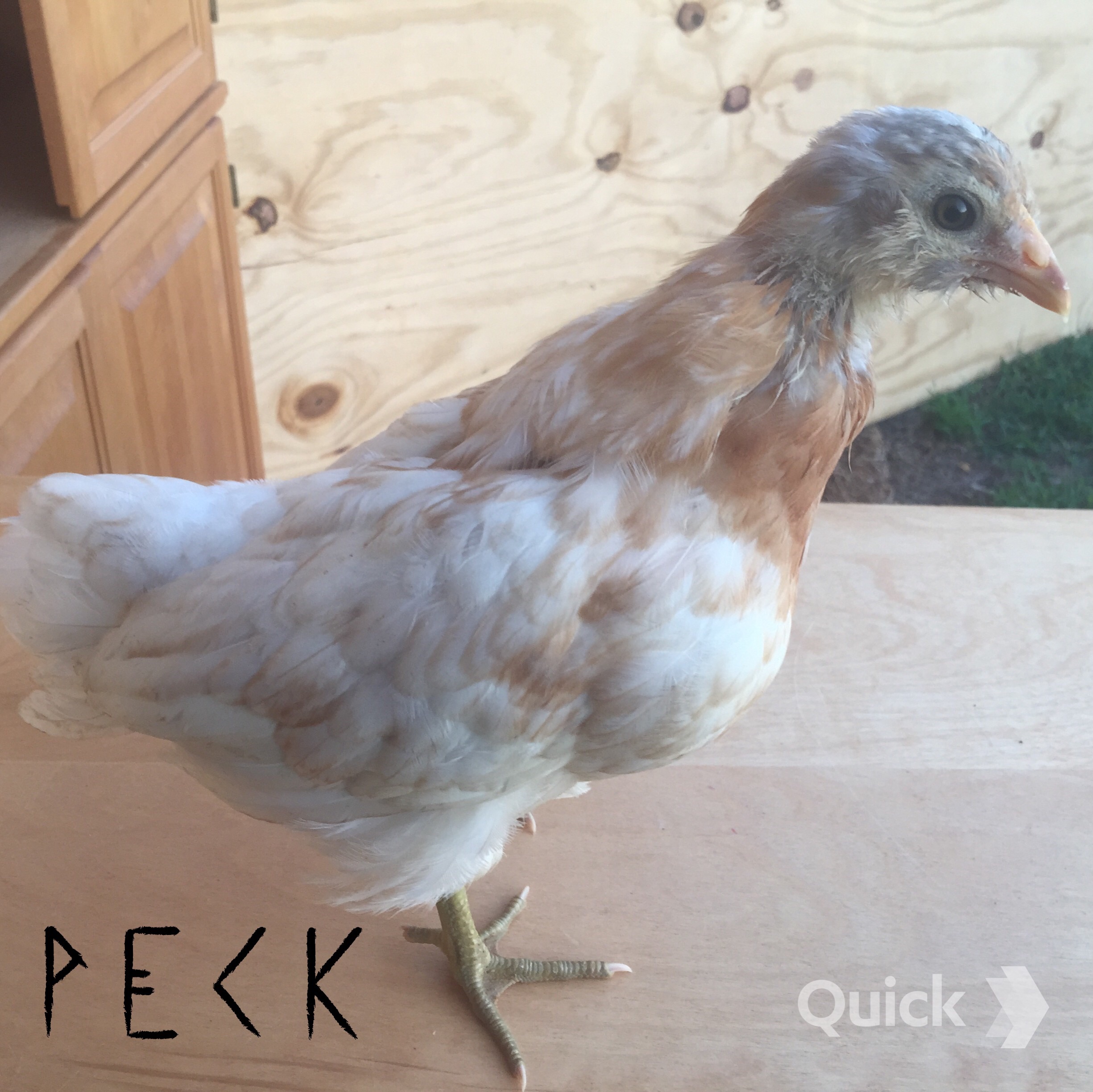 Easter Egger - 6 weeks