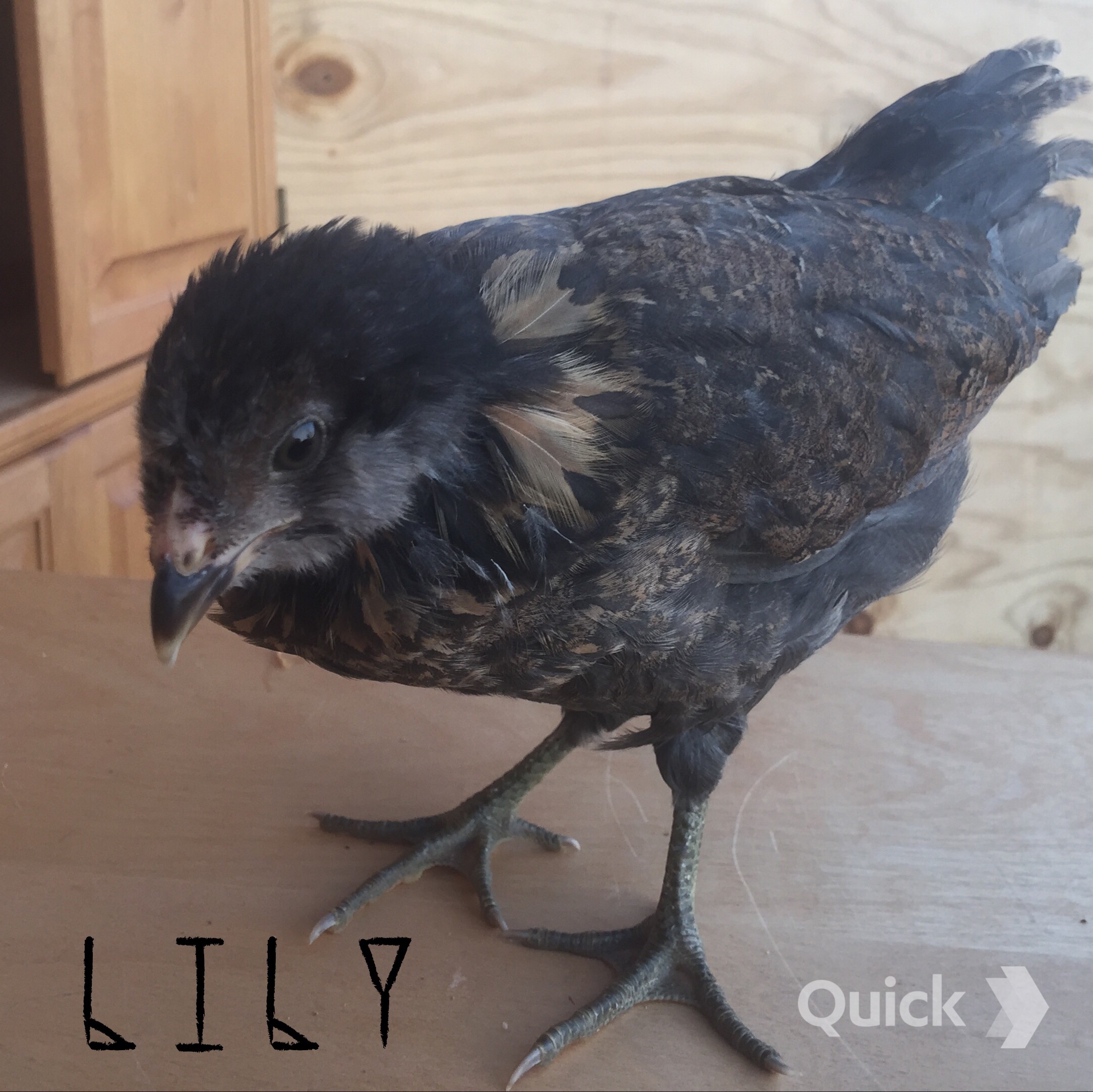 Easter Egger - 6 weeks