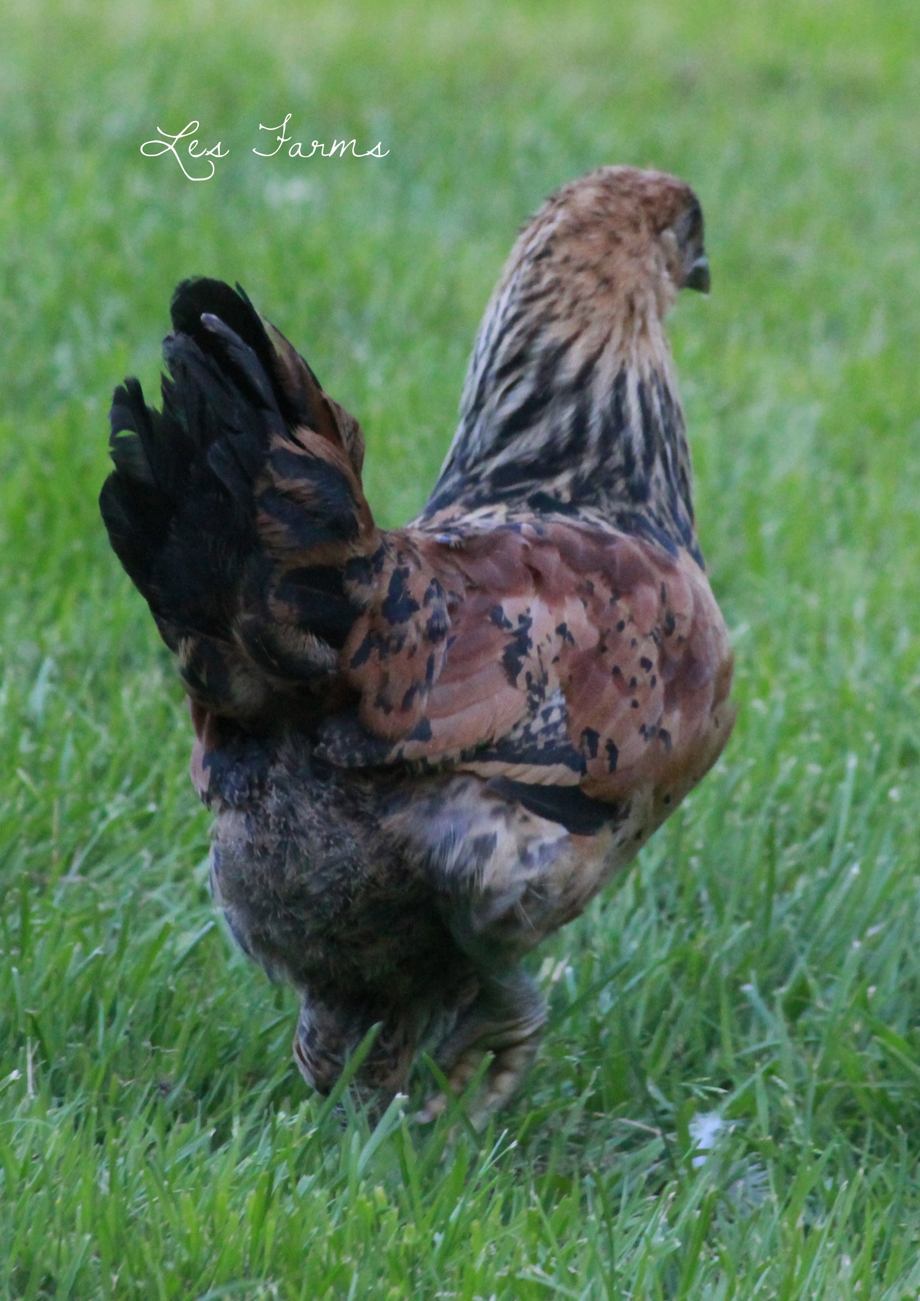 Easter Egger - 7 weeks