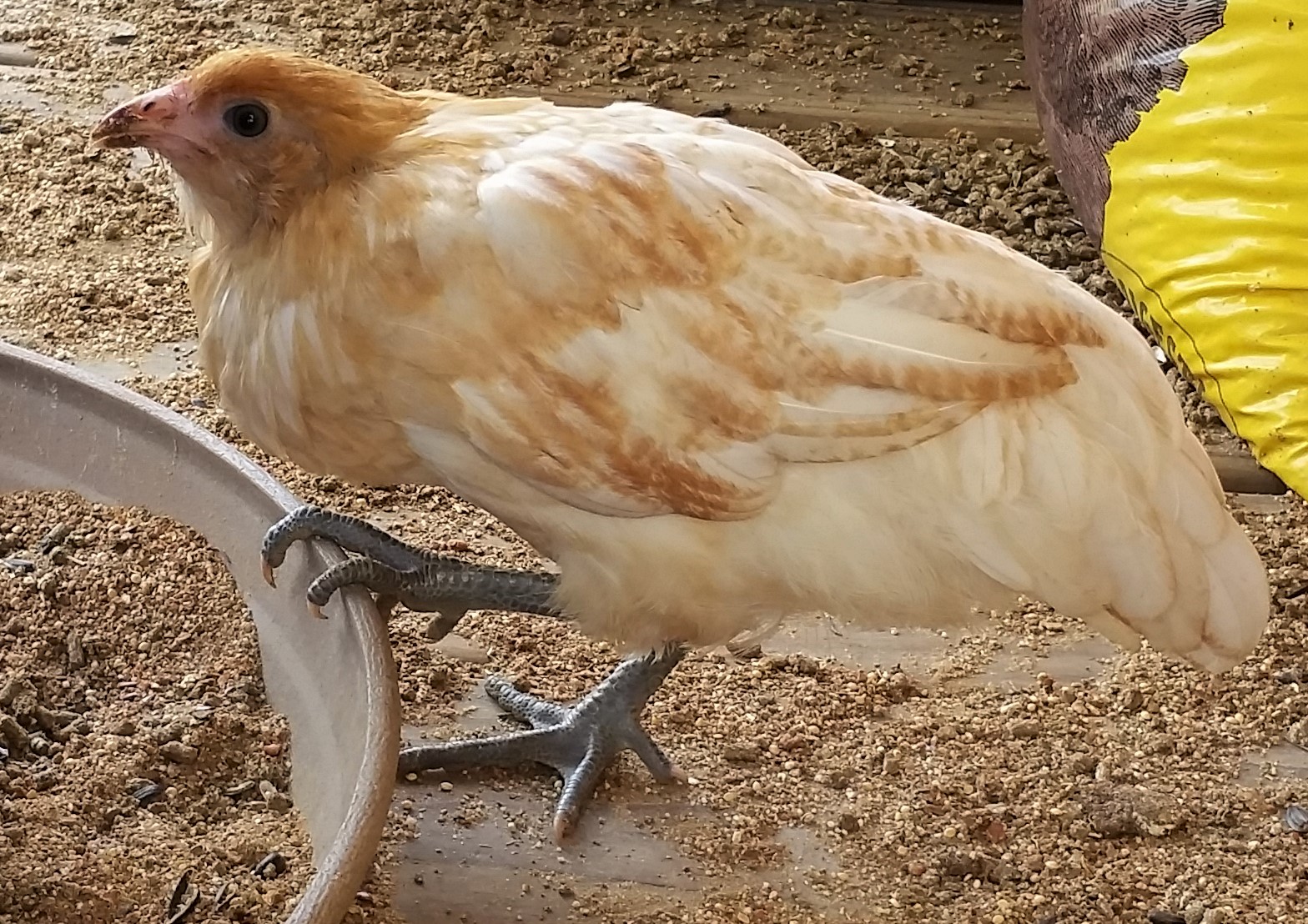Easter Egger 8 weeks (smaller of 2)