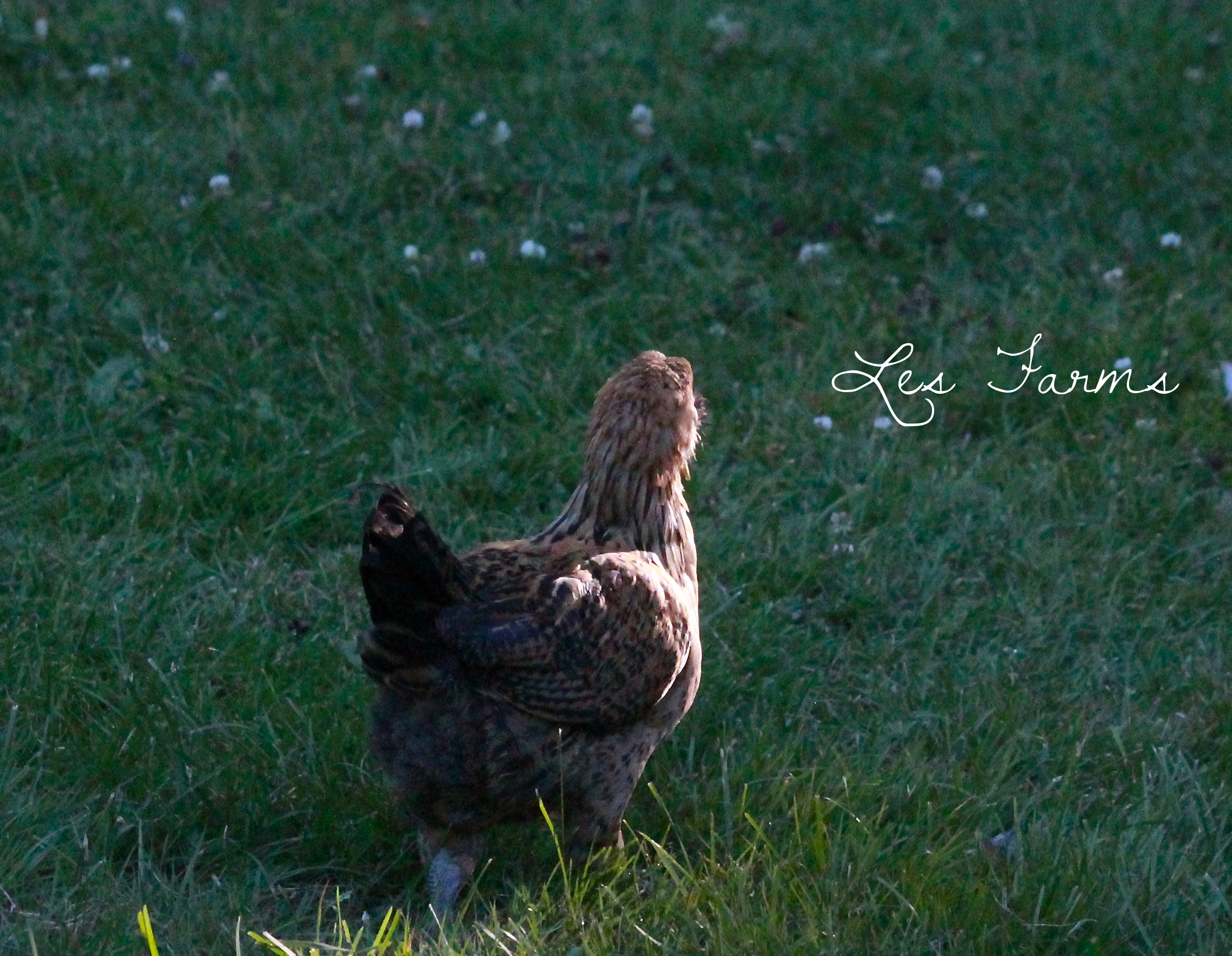 Easter Egger - 8 weeks