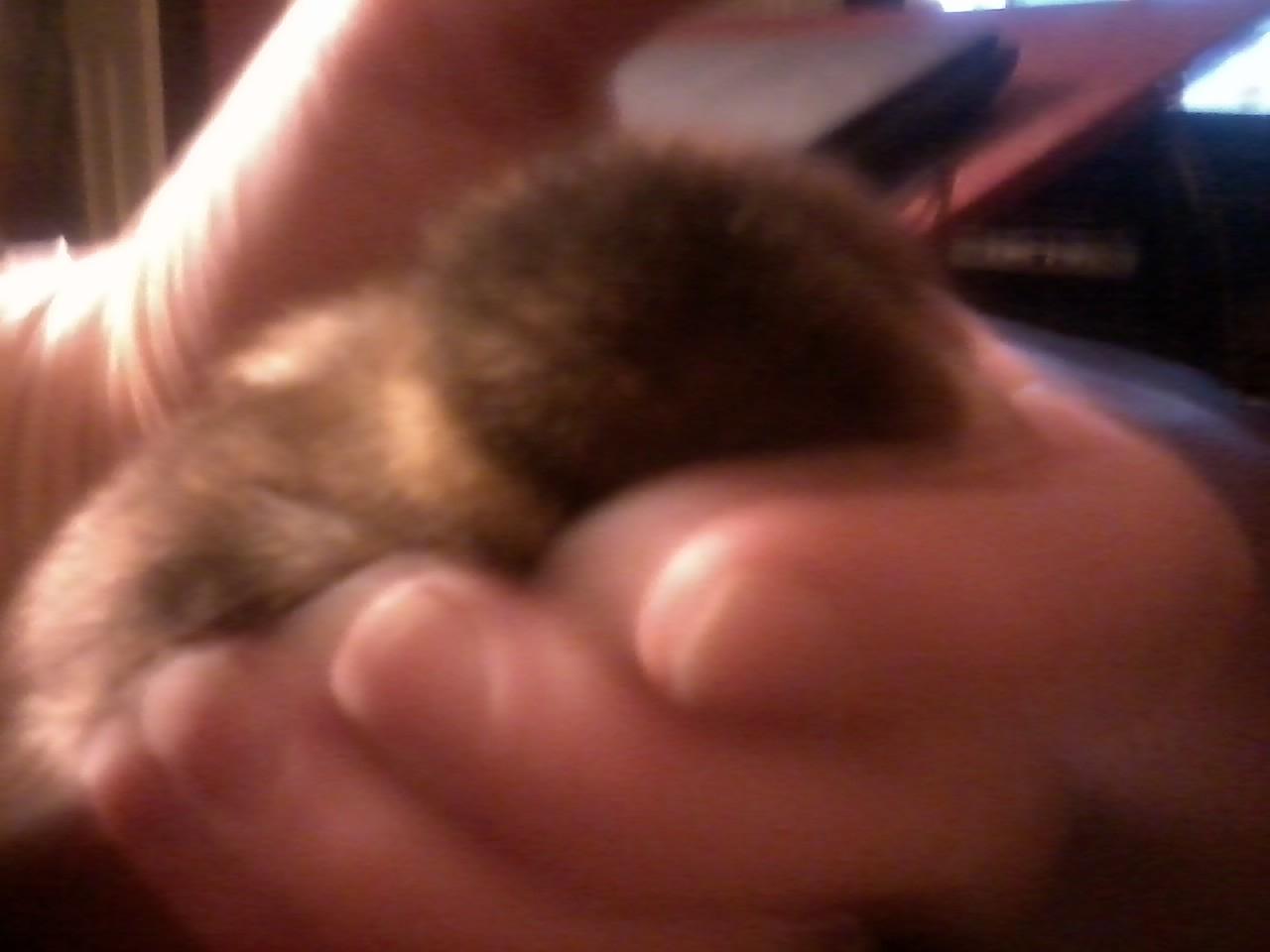 Easter egger. A few weeks old.