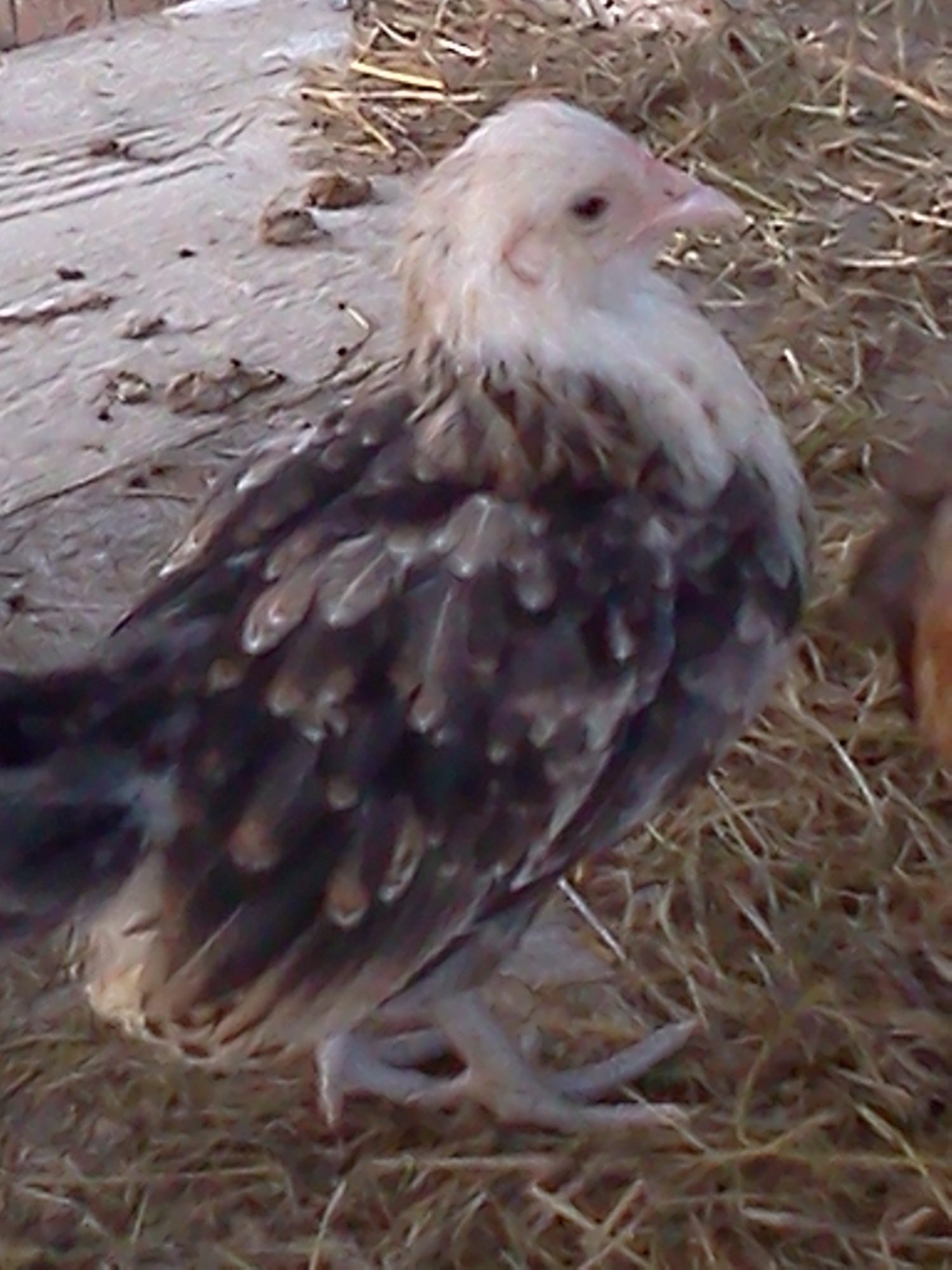 Easter egger "Alpha" 4-6weeks