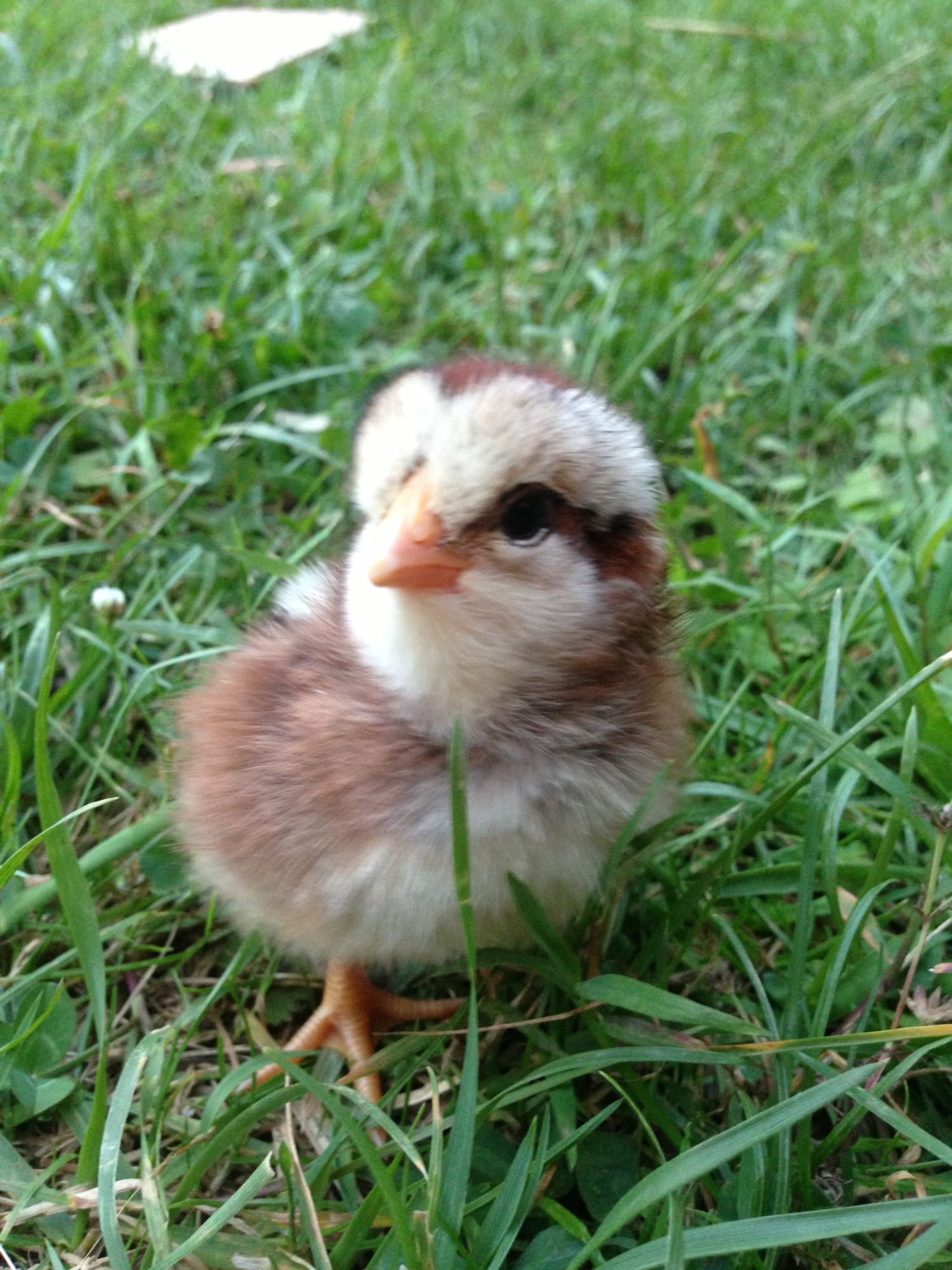 Easter Egger (Ameraucana)