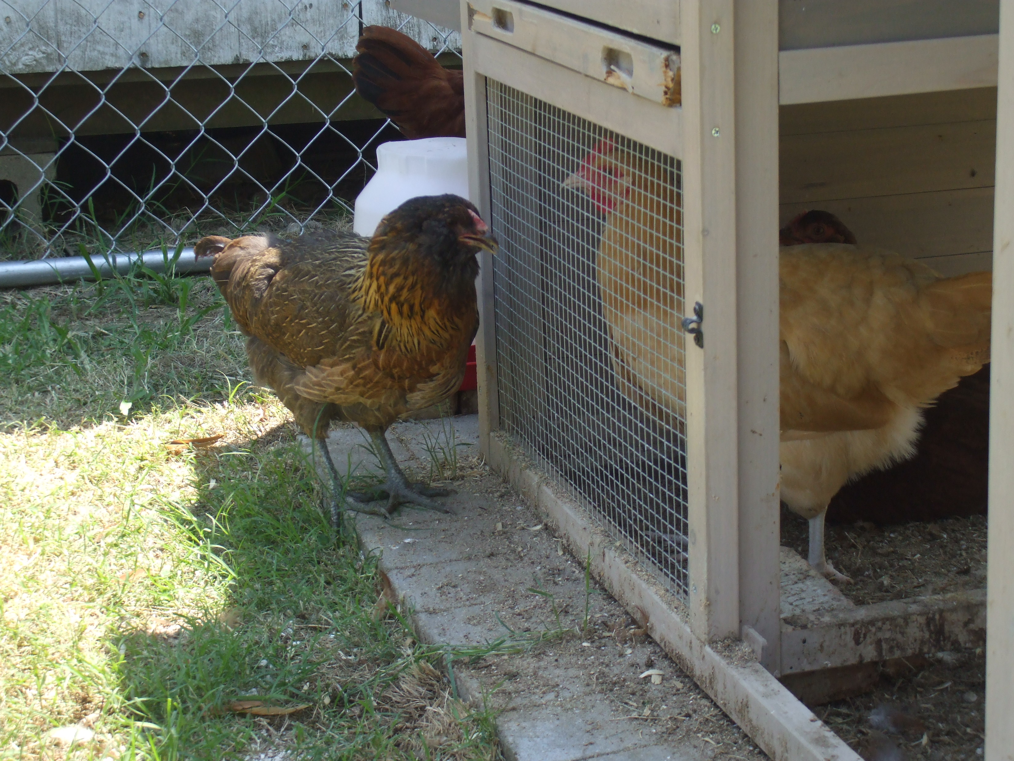 Easter-egger, and Isa Brown