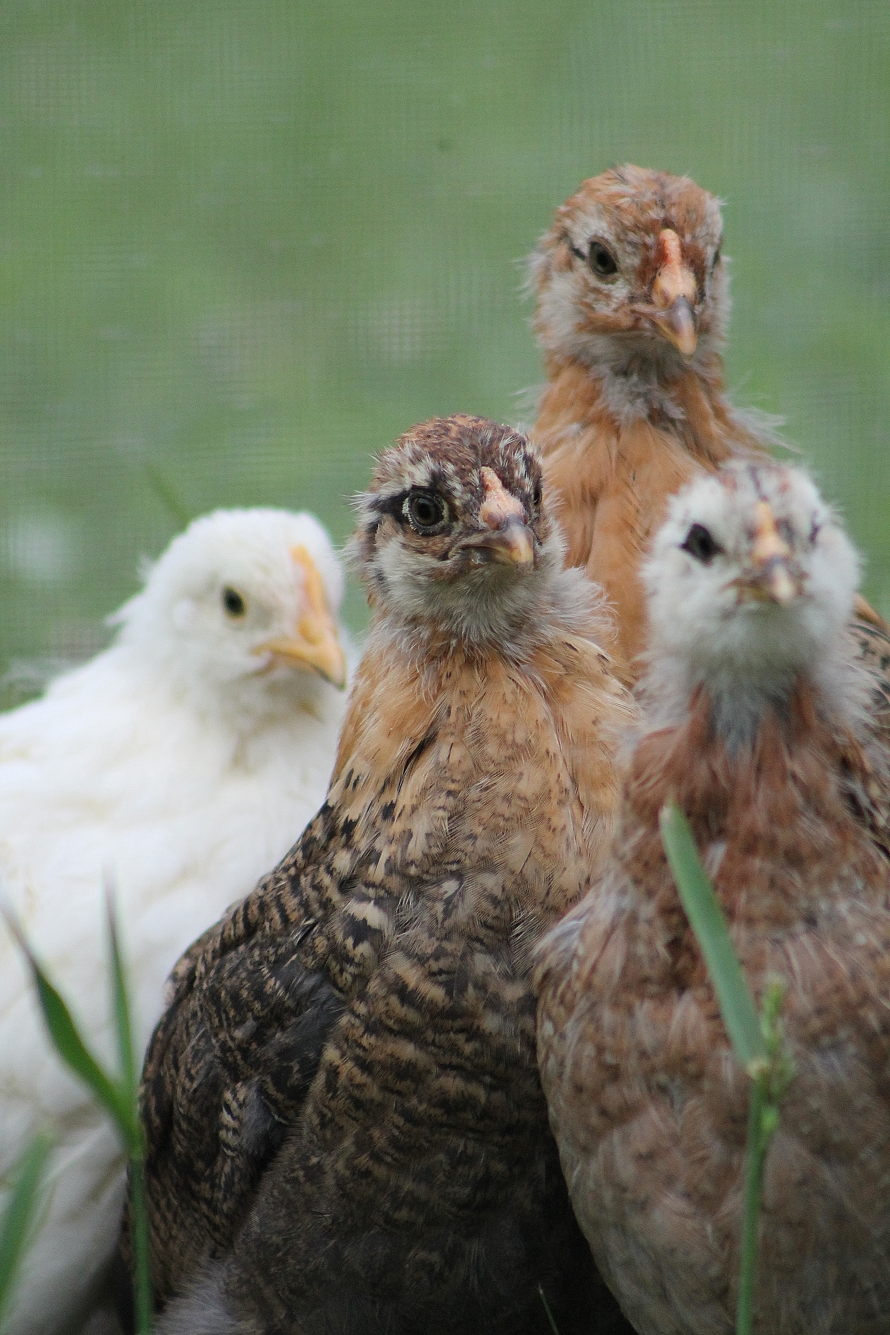 Easter Egger and Leghorn pullets