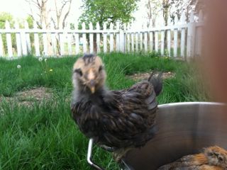 Easter egger (and my thumb ;0)