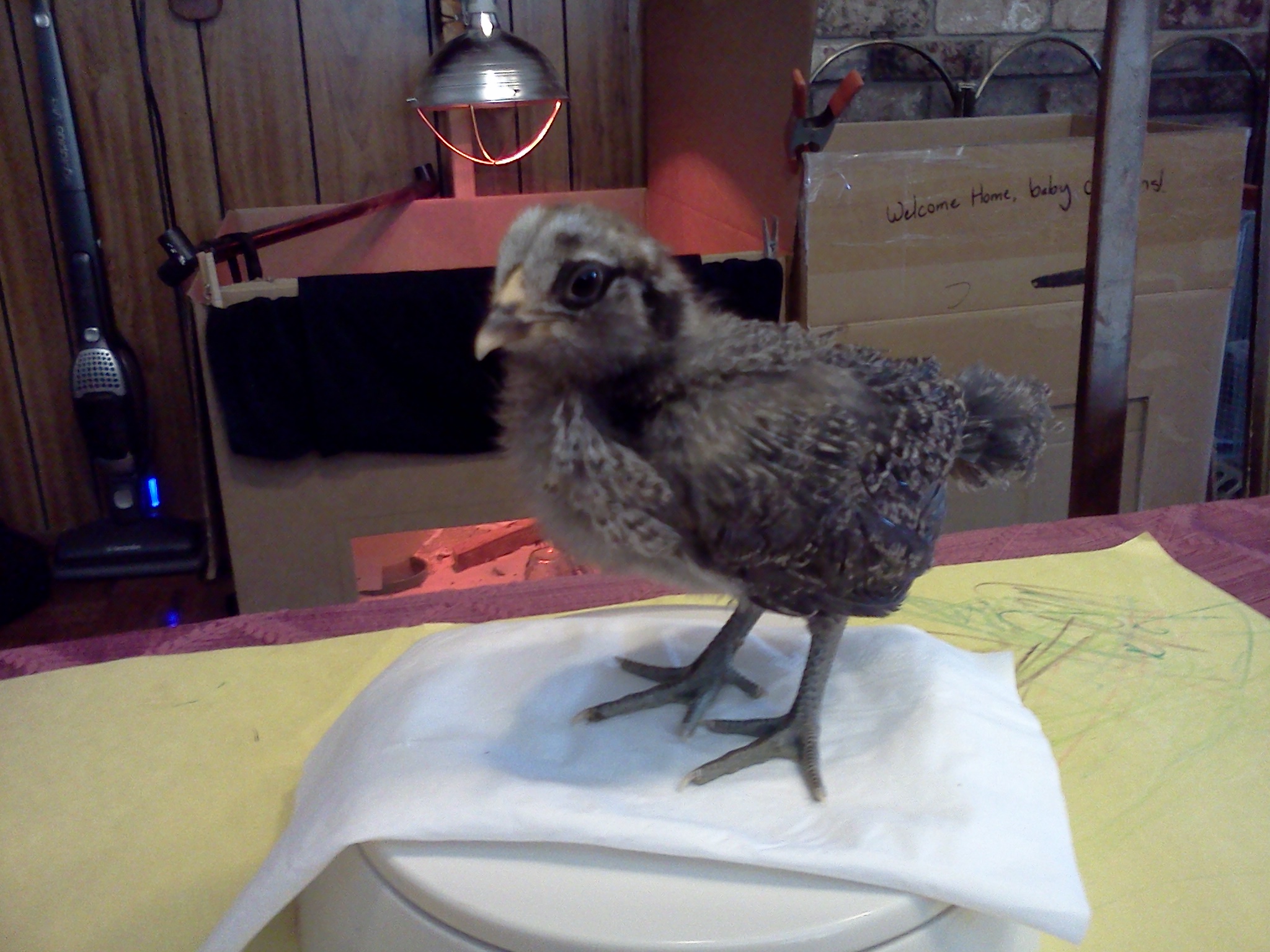 easter egger bantam, 20 days, 104g.  Mary.