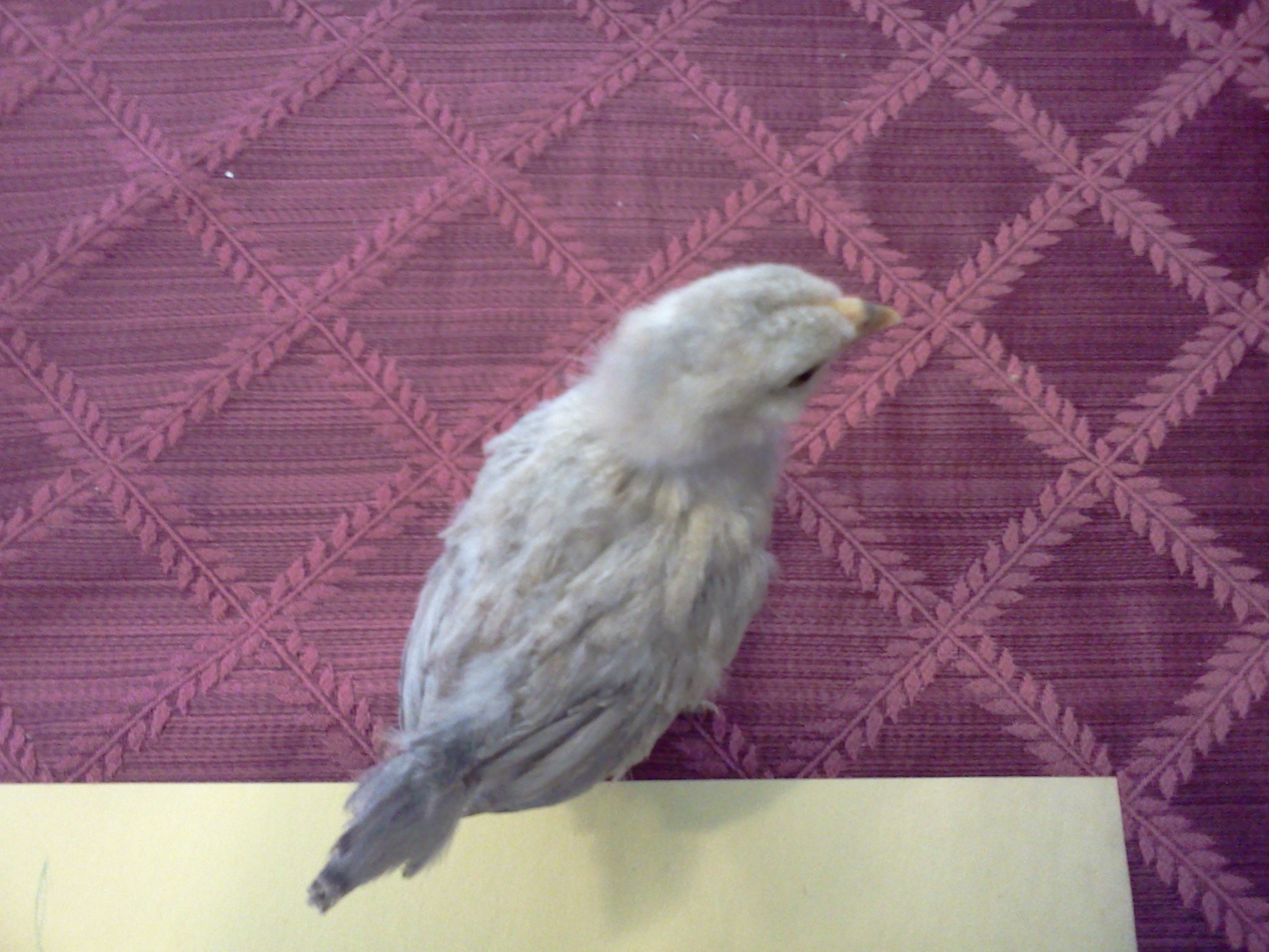 easter egger bantam, 20 days, 91g.  Edith.