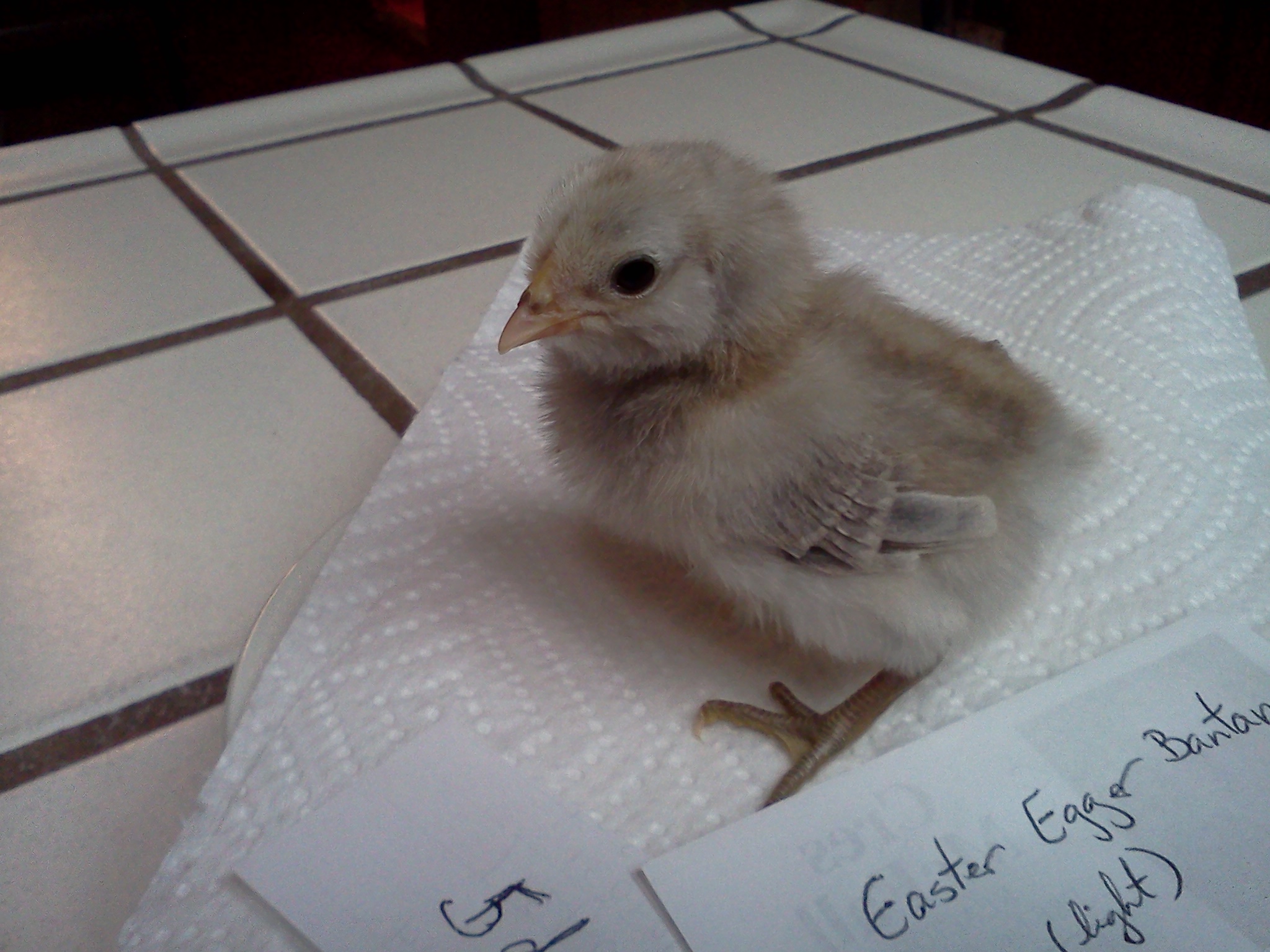 Easter Egger Bantam.  5 days old.  27 grams.  Edith.