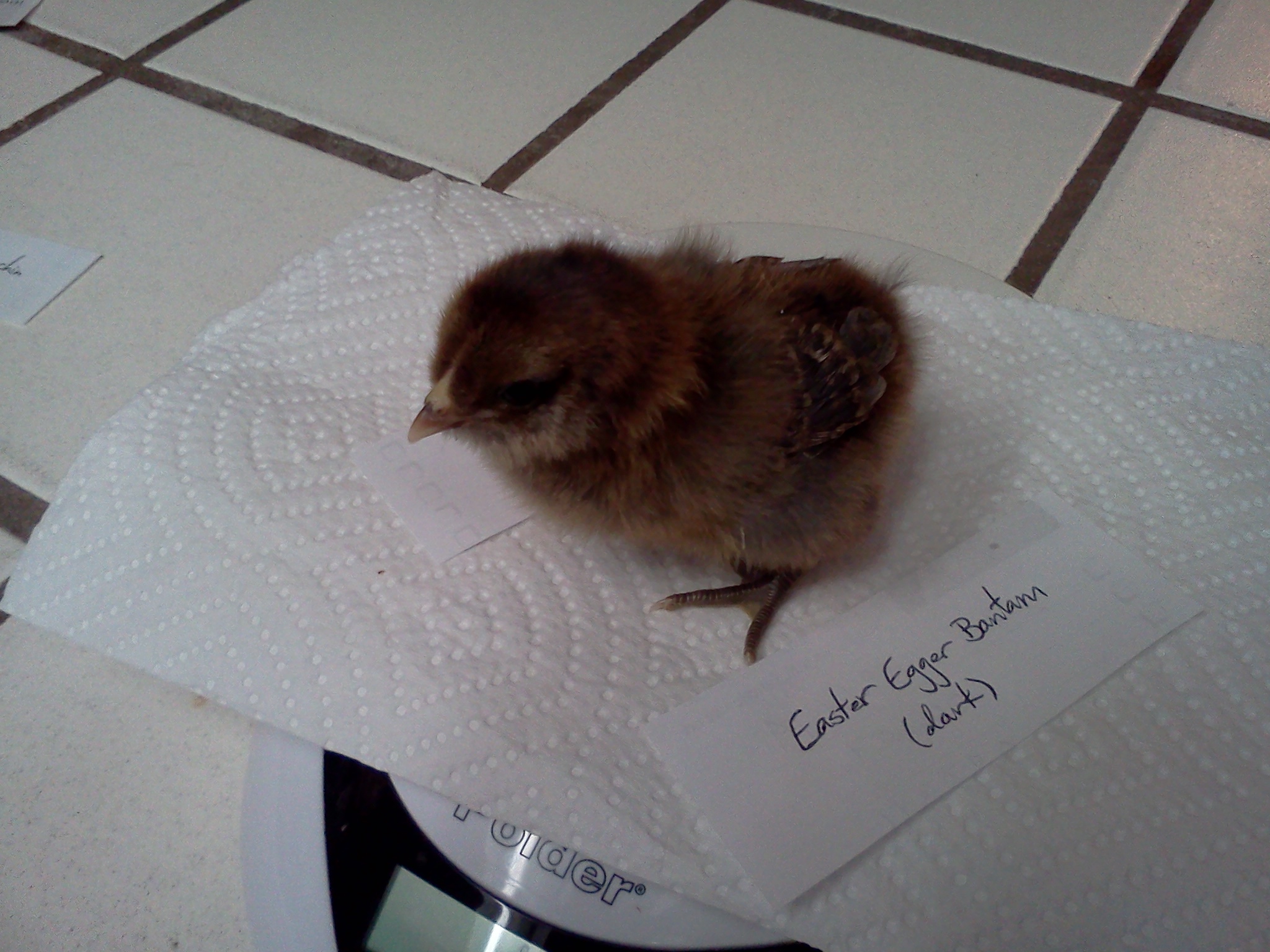 Easter Egger Bantam.  5 days old.  33 grams.  Sybil.