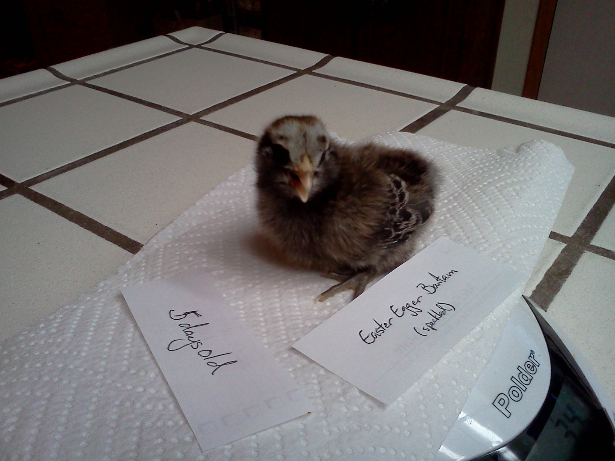 Easter Egger Bantam.  5 days old.  34 grams.  Mary.