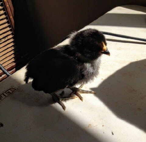 Easter Egger Bantam 9 Days Old