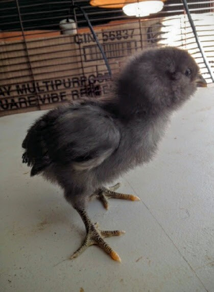Easter Egger Bantam 9 Days Old