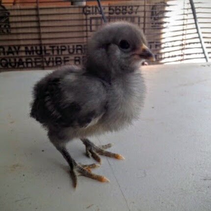 Easter Egger Bantam 9 Days Old