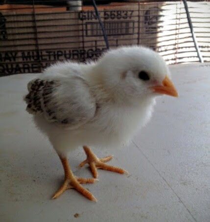 Easter Egger Bantam 9 Days Old
