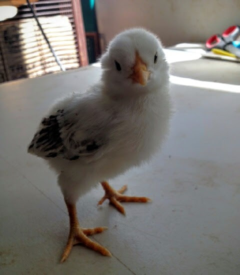 Easter Egger Bantam 9 Days Old