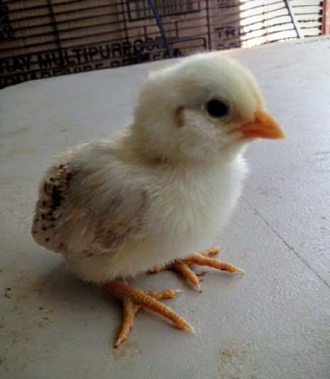 Easter Egger Bantam 9 Days Old