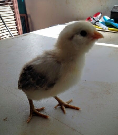 Easter Egger Bantam 9 Days Old
