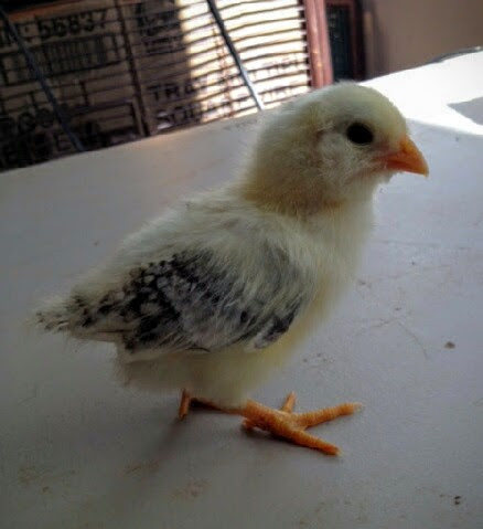 Easter Egger Bantam 9 Days Old