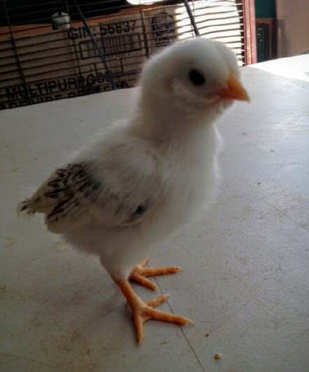 Easter Egger Bantam 9 Days Old