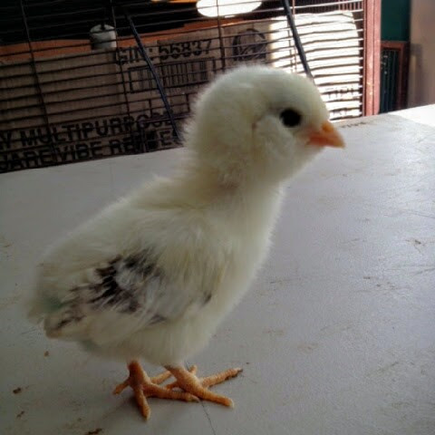 Easter Egger Bantam 9 Days Old