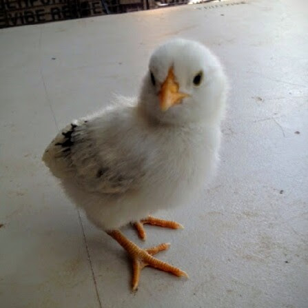Easter Egger Bantam 9 Days Old