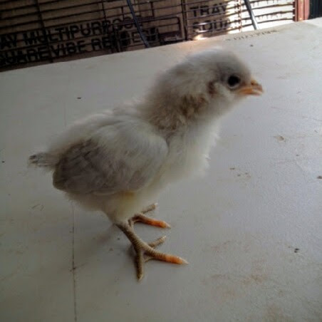 Easter Egger Bantam 9 Days Old