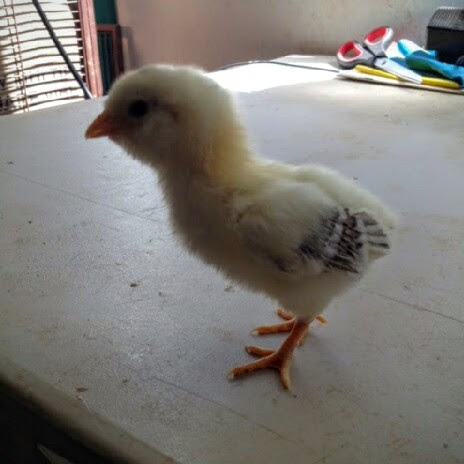 Easter Egger Bantam 9 Days Old