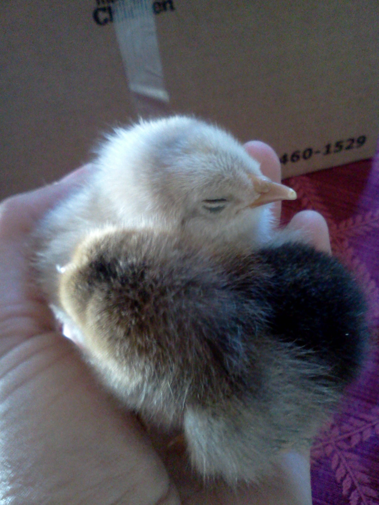 Easter Egger Bantam (light one at the top of the picture), two days old.  
Buff Brahma Bantam, two days old.