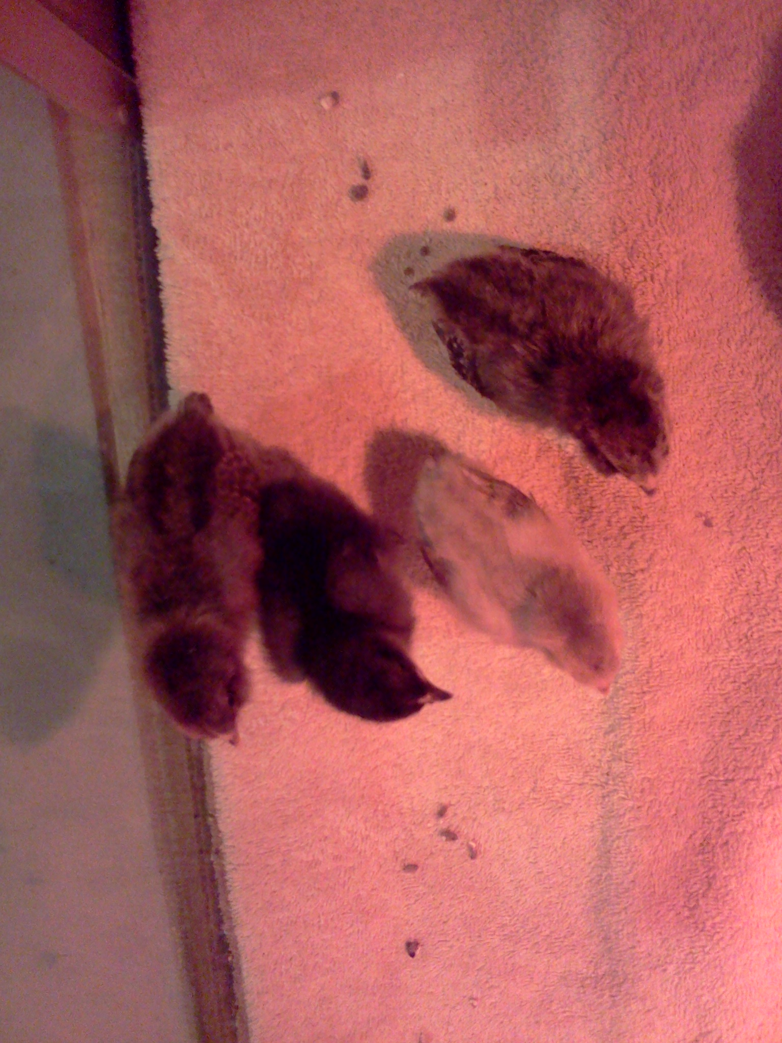 Easter Egger Bantams, 8 days old.  (Second from left is Black Frizzle Cochin Bantam.)