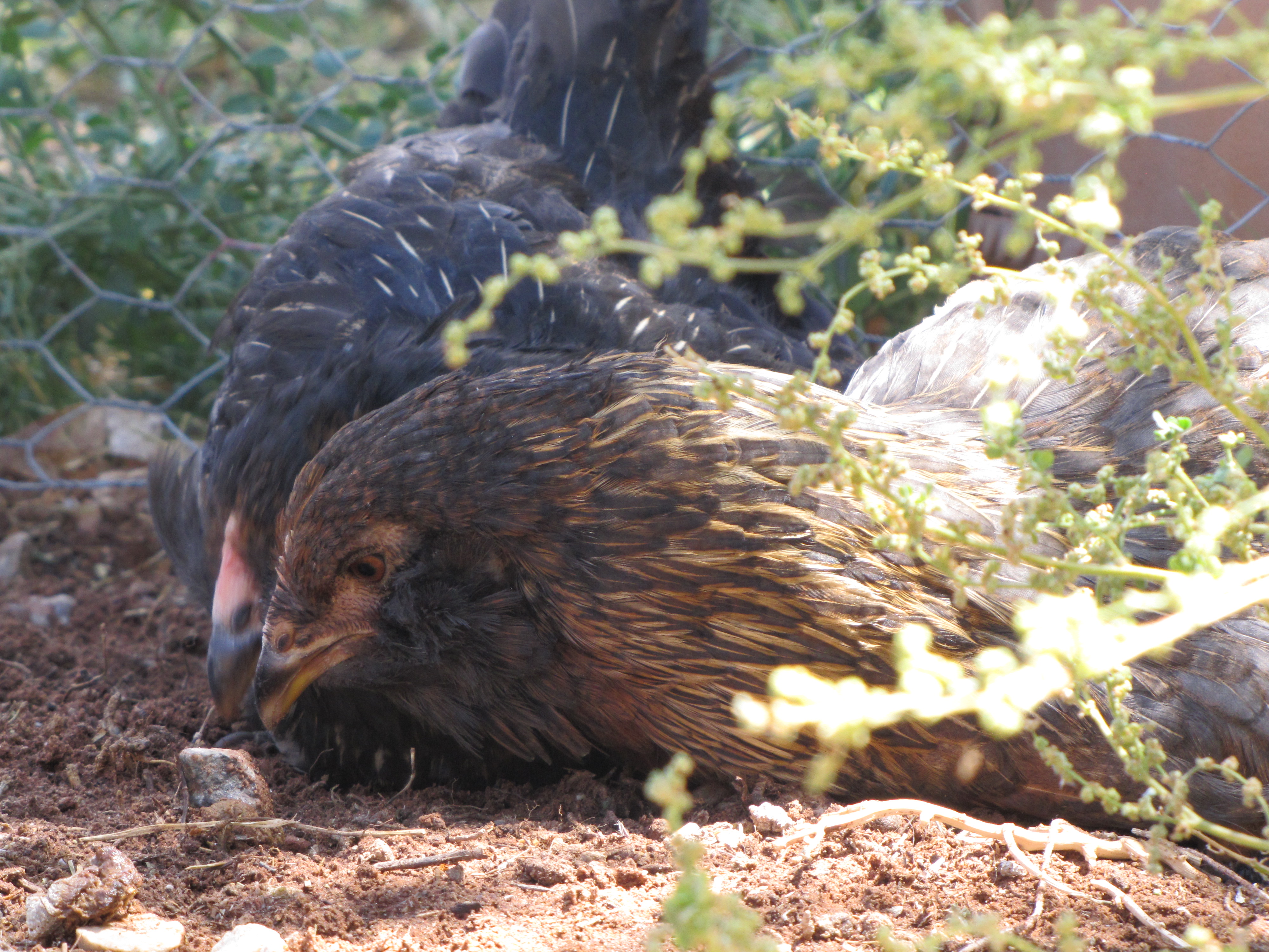 Easter Egger Bantams