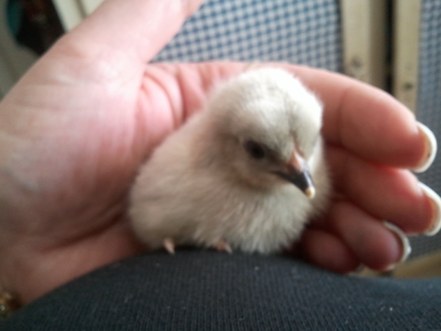 Easter Egger "BIG BIRD"