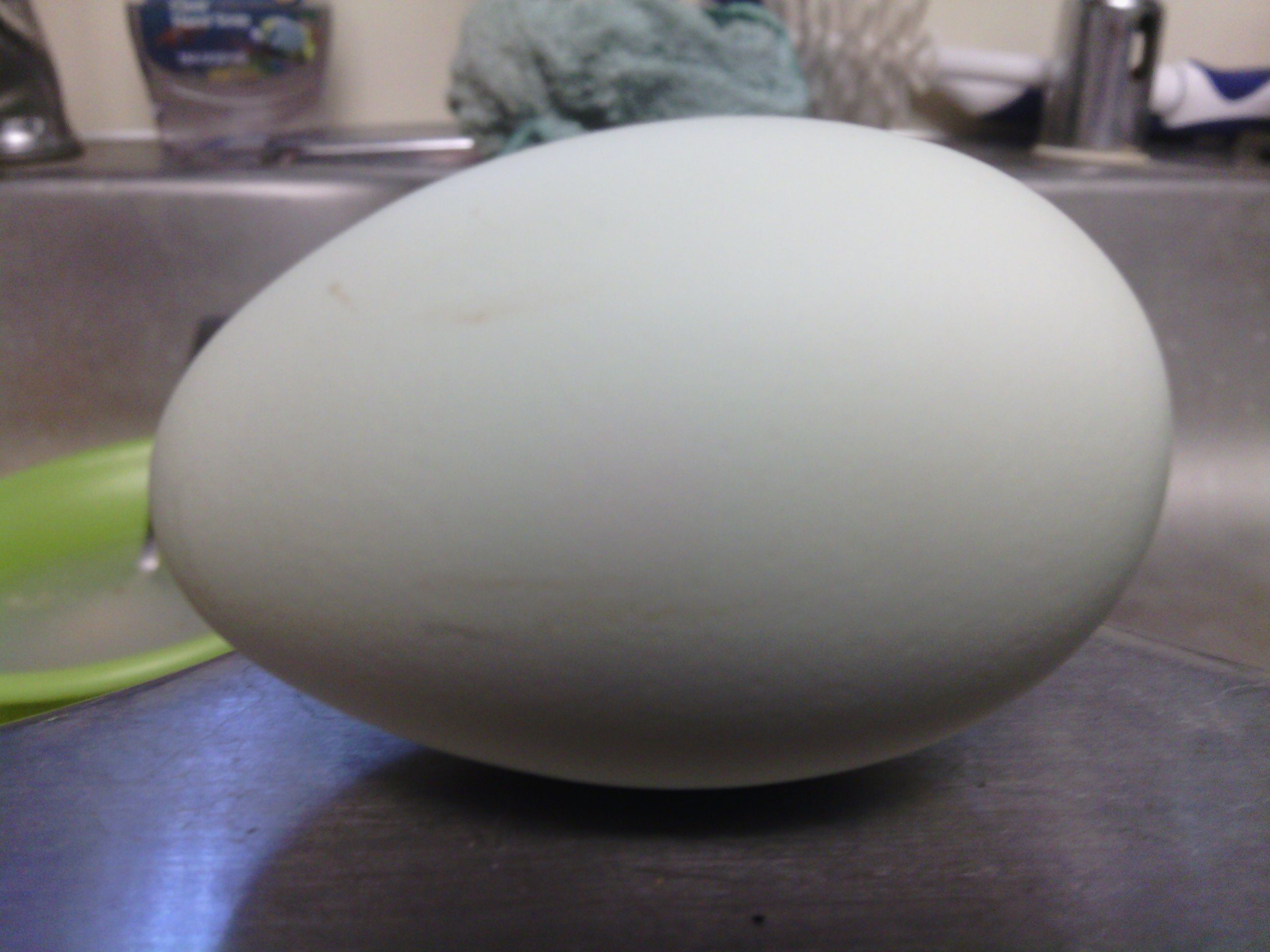 Easter Egger. Born Feb 1st, hasn't done the chicken squat, every other chicken  has EXCEPT for this one! She is 24 weeks