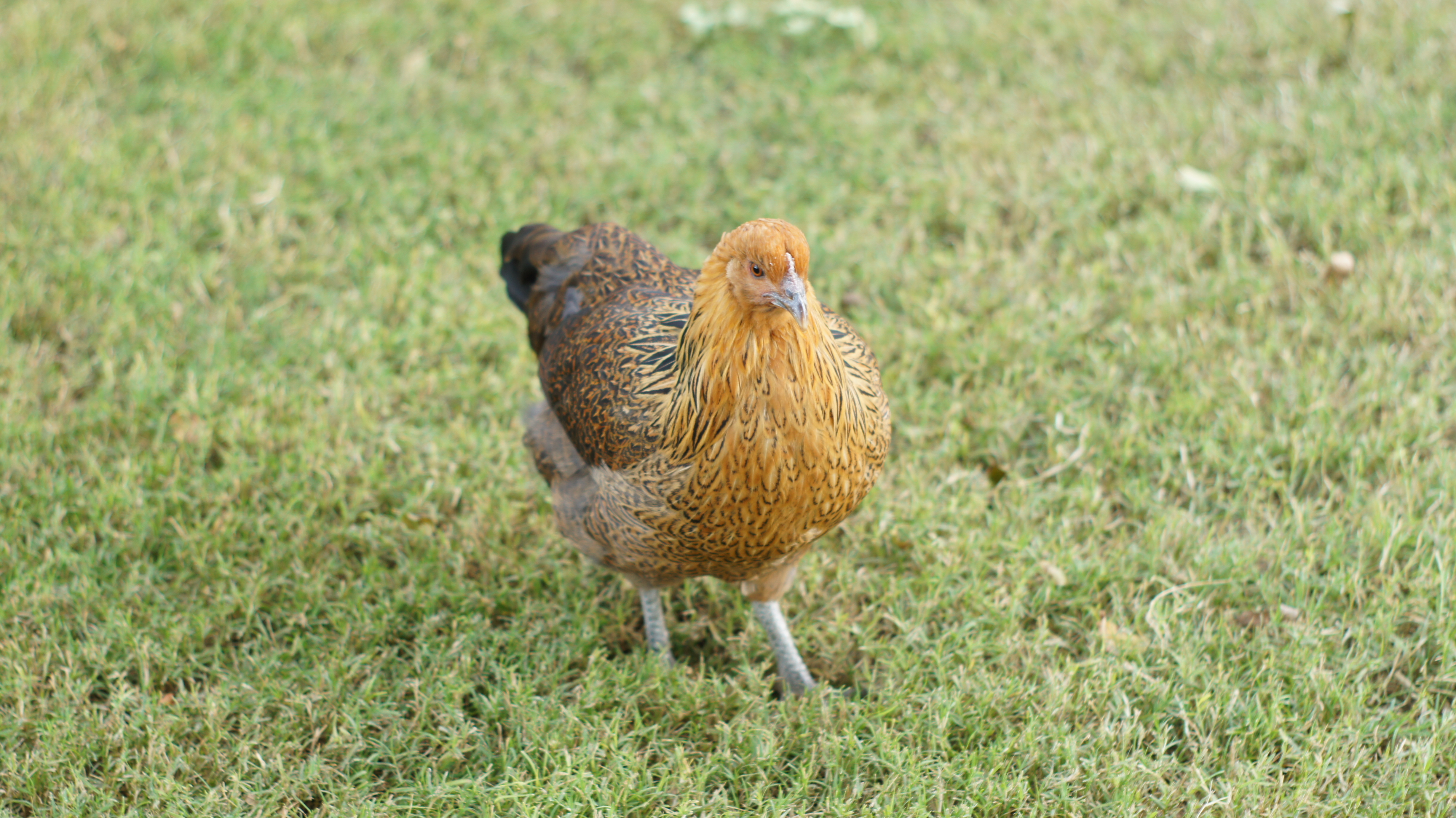 Easter Egger?  Bought from feed store as Ameraucauna