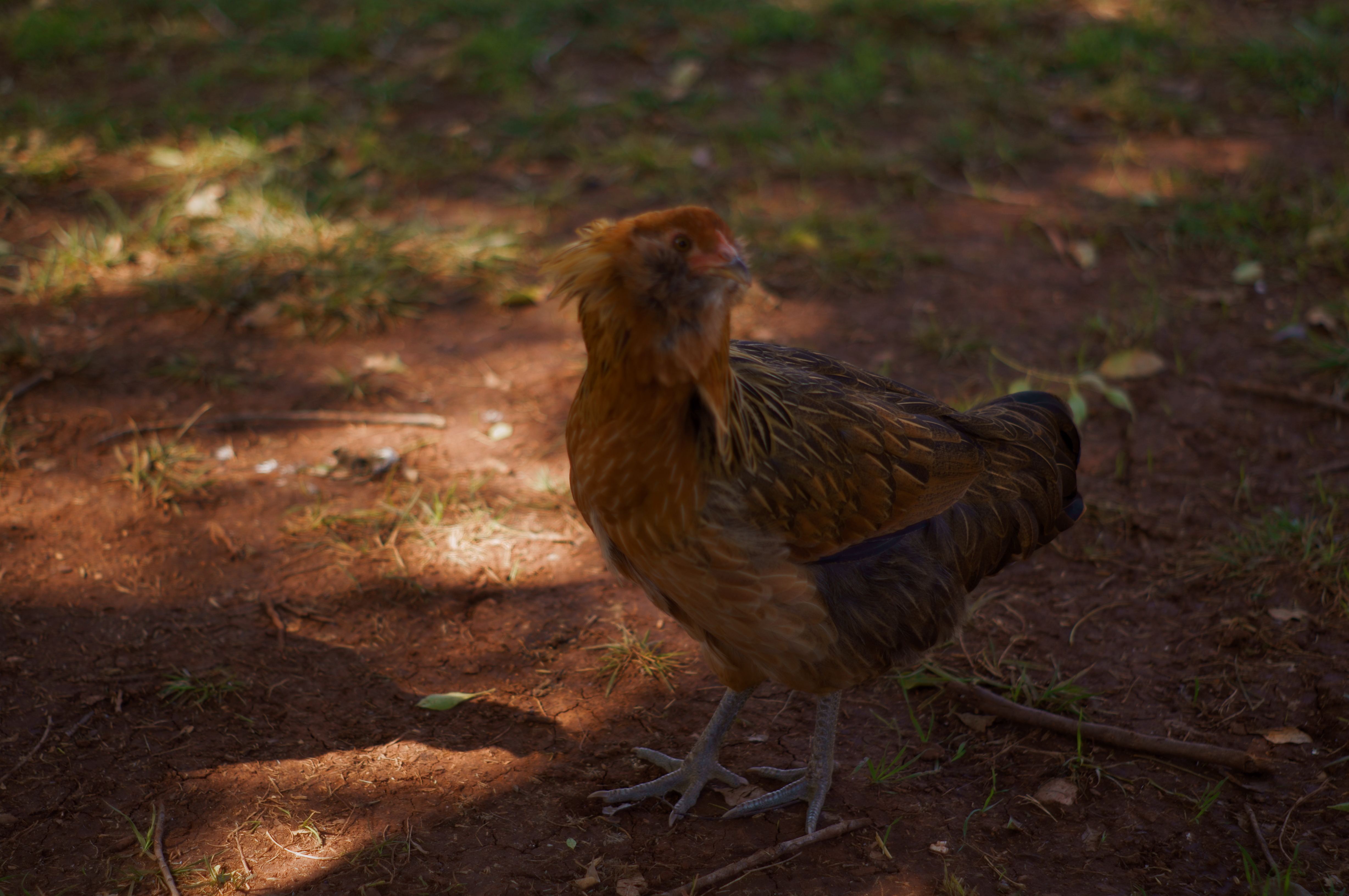 Easter Egger?  Bought from feed store labled Ameraucana